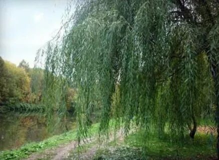Ветла разбор