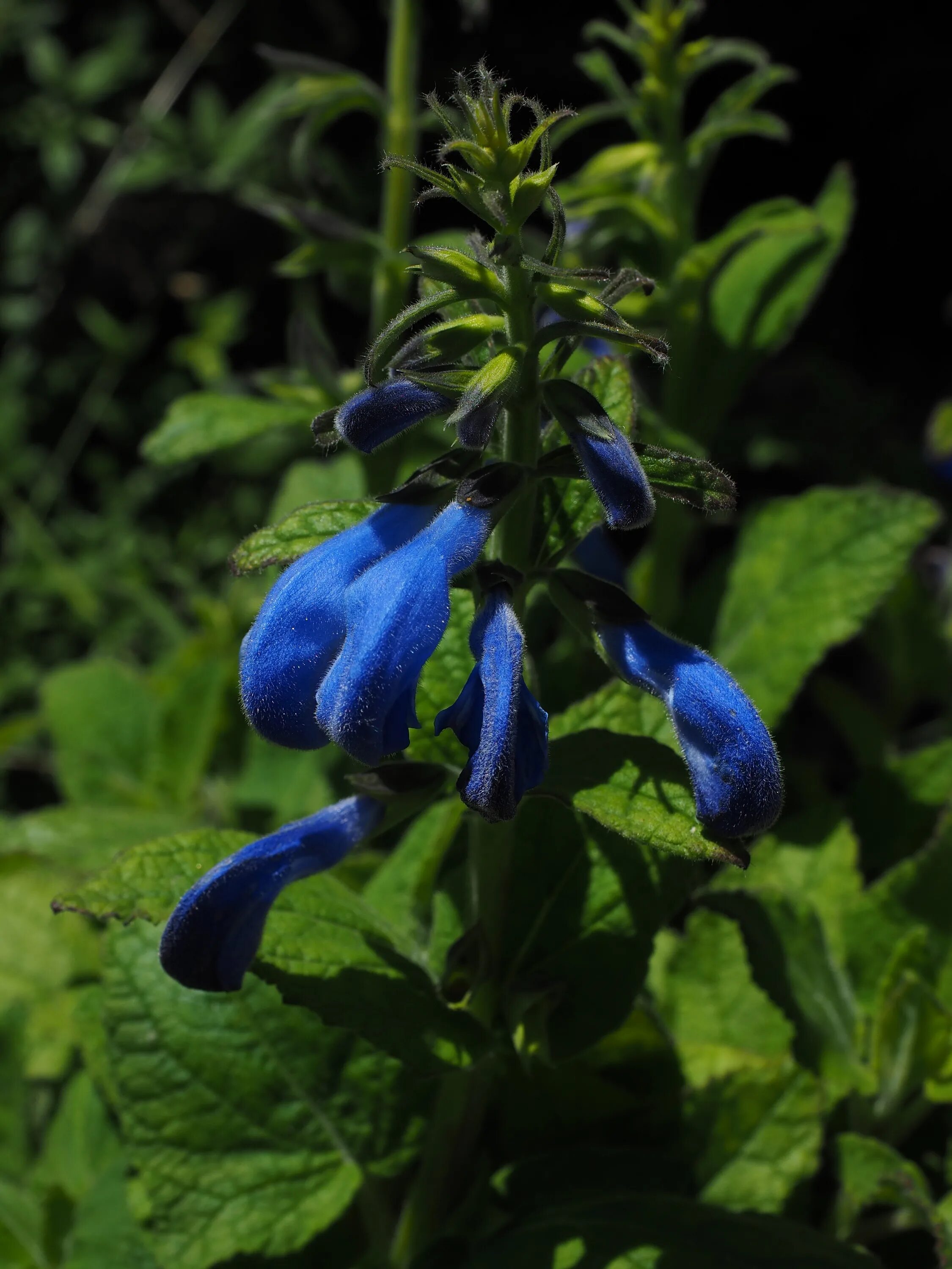 Ядовитое травянистое растение с синими цветами. Сальвия голубой Монарх. Сальвия мучнистая Виктория синяя. Сальвия голубая (Salvia azurea). Цветы Сальвия голубой Монарх.