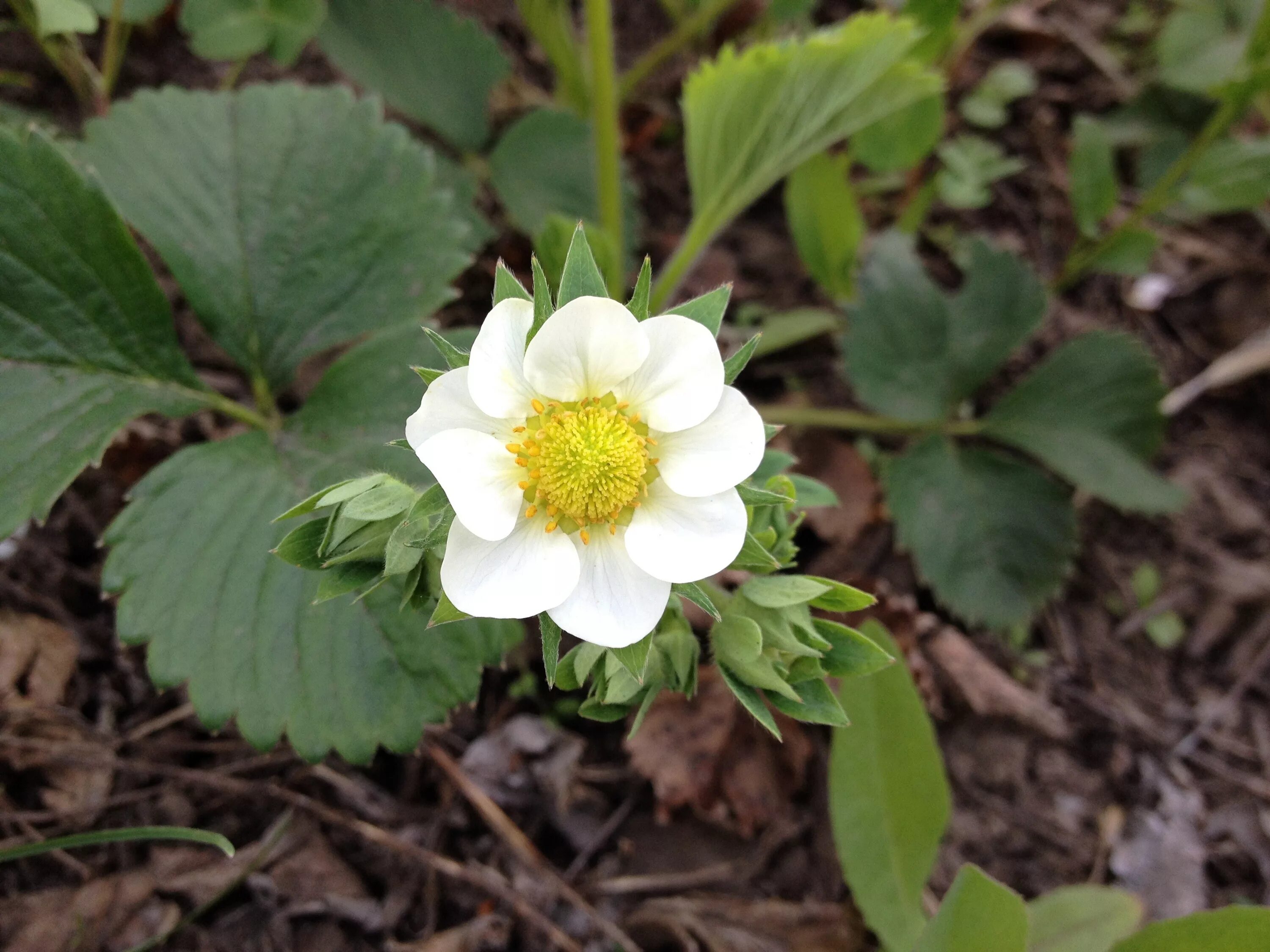 Strawberry flowers