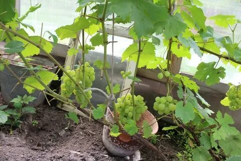Растет ли виноград