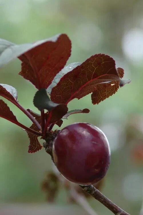 Слива нигра описание. Слива растопыренная Нигра. Prunus cerasifera 'nigra'. Алыча сорт Нигра. Prunus cerasifera nigra / Purple Plum.