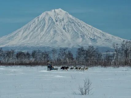 Снежная камчатка