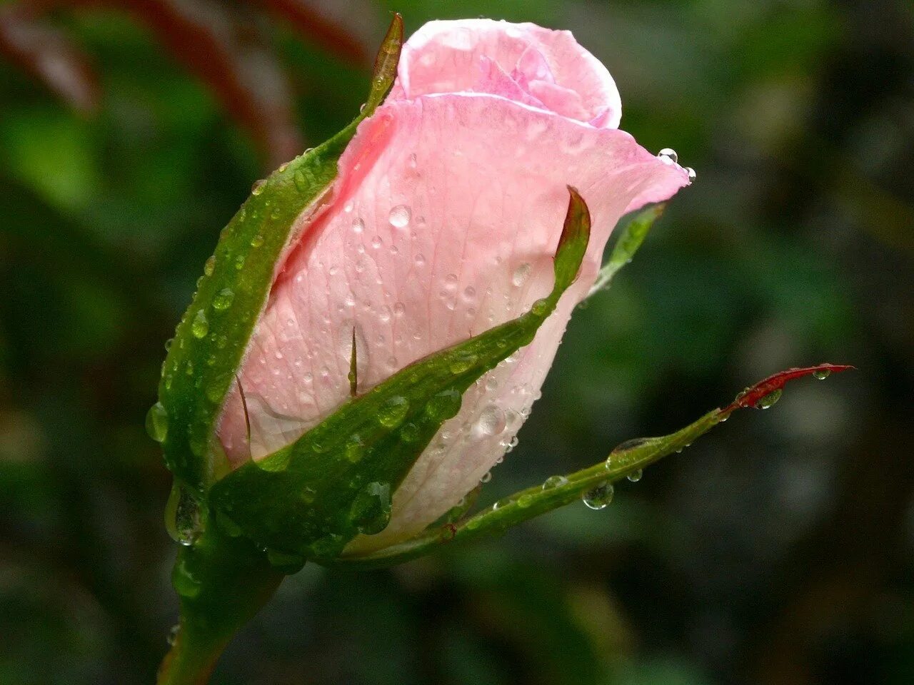 Росы дорогие. Розы в каплях дождя. Цветы в росе. Бутон в росе. Красивый бутон.