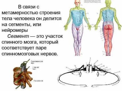 Сегментированное туловище