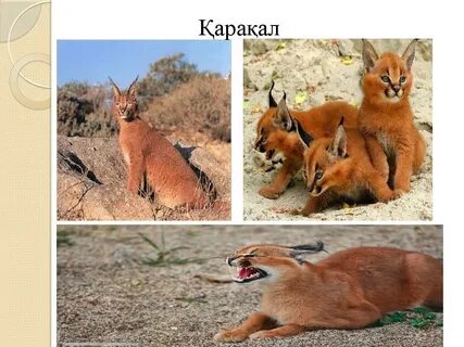 Tomb Raider порно видео (шынайы)