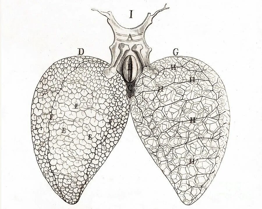 Строение легкого рептилий. Ячеистое строение легких у пресмыкающихся. Ячеистая структура легких. Легкие рептилии ячеистое строение. Строение лёгких рептилий.