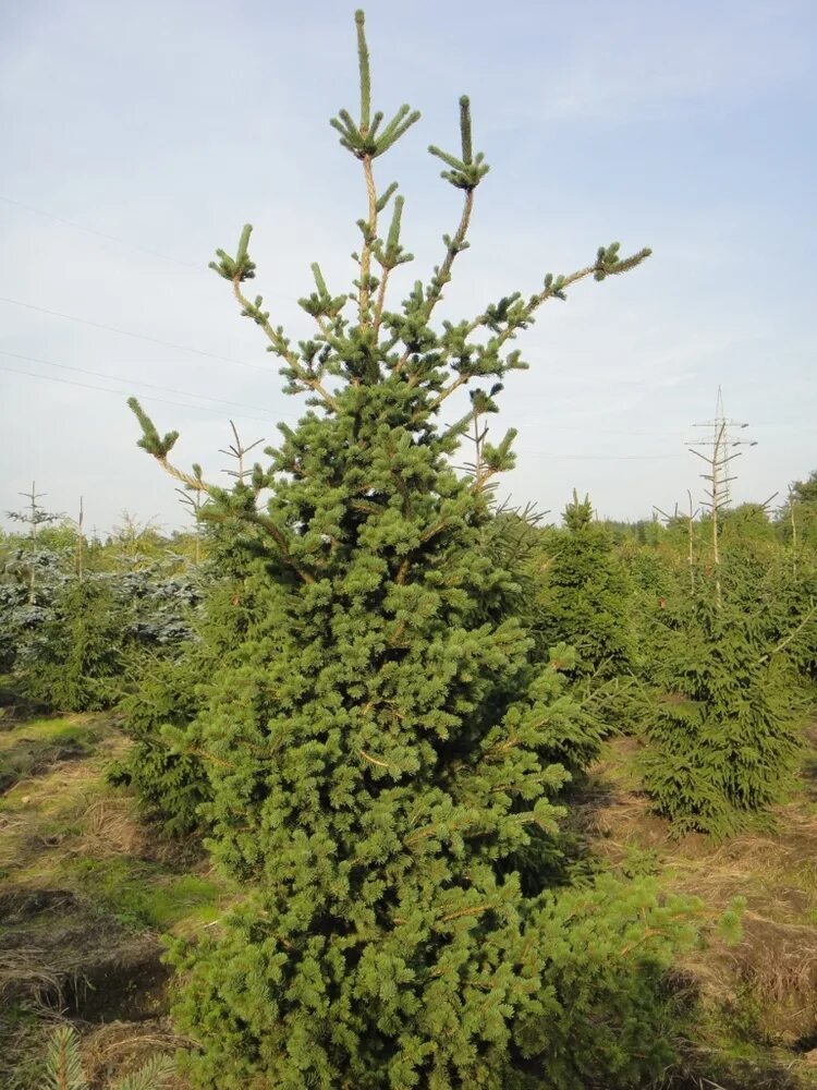 Ель колючая лаки страйк. Picea pungens Lucky Strike. Ель колючая Lucky Strike. Ель pungens Lucky Strike.