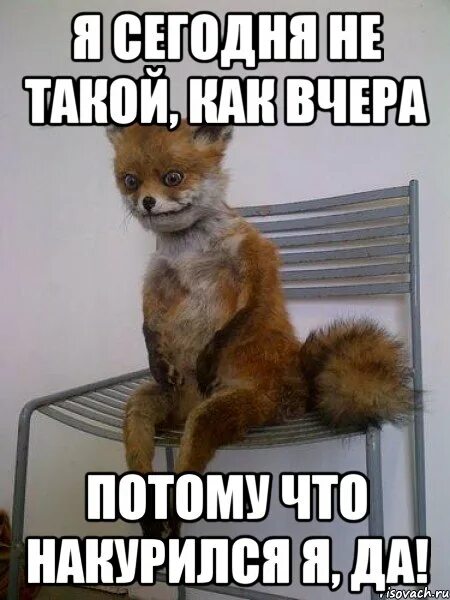 Я сегодня не такой как вчера. Хэппи бездей ту ми упоротая лиса. я сегодня не такой как. тиджей мем лиса. я бессмертный лис мем.