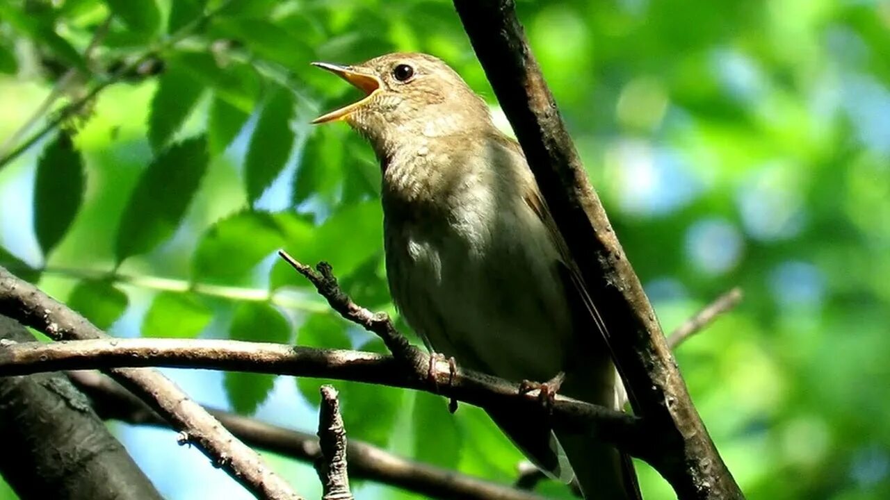 Слушать пение соловья в весеннем