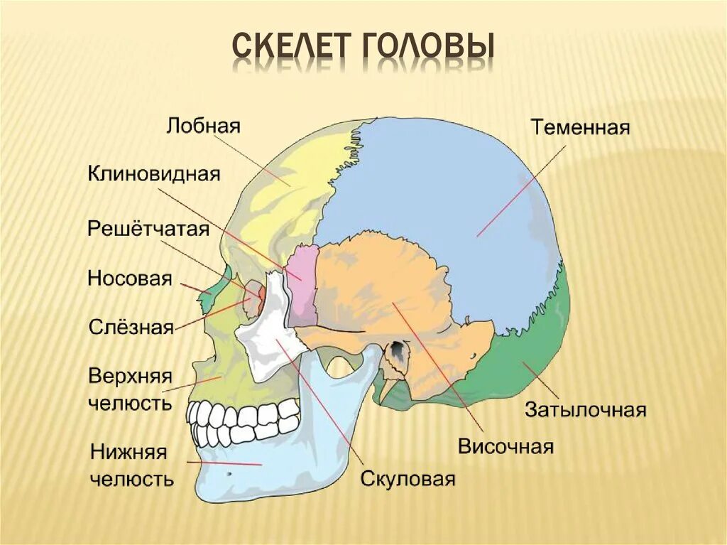 Скелет головы особенности строения. Строение костей мозгового отдела черепа человека. Скелет головы череп строение. Кости скелета головы человека анатомия. Скелет головы человека сошник.