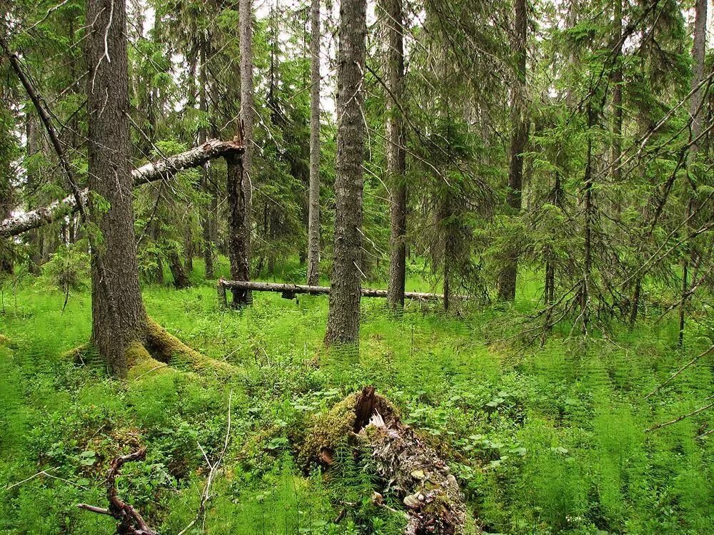 Лесные экосистемы России. Лесная экосистема. Таёжный лес экосистема. Биогеоценоз Сосновый лес. Лесной лесное ш 1