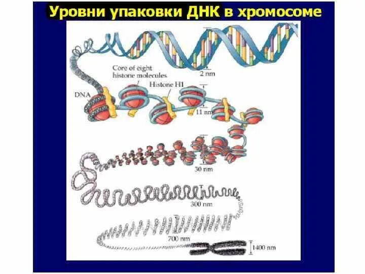 Спирализация метафазной хромосомы