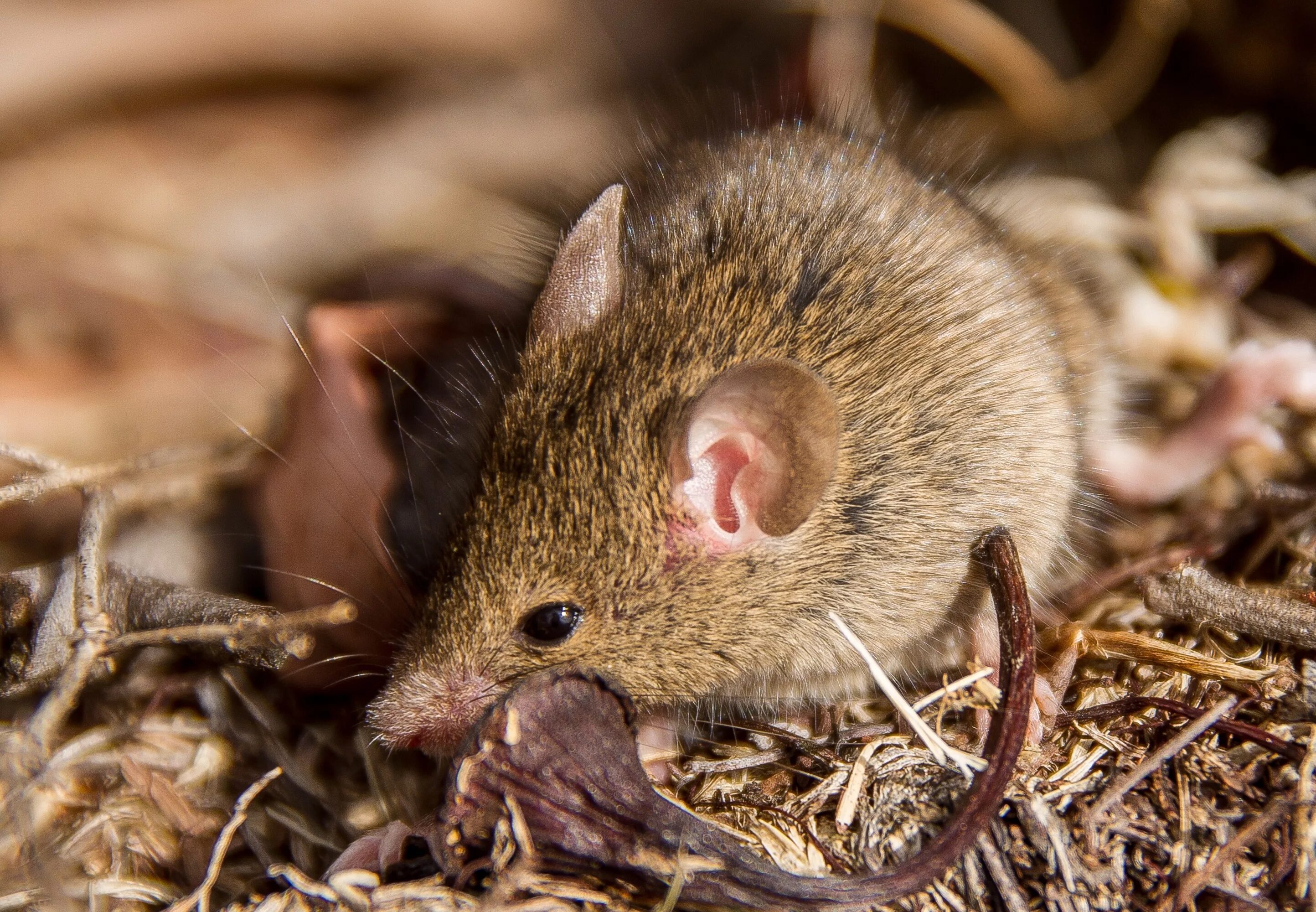 Домовая мышь млекопитающее длина. Пятнистоглазая сумчатая мышь. Бурая сумчатая мышь. Австралийская сумчатая мышь. Жирнохвостая сумчатая мышь.