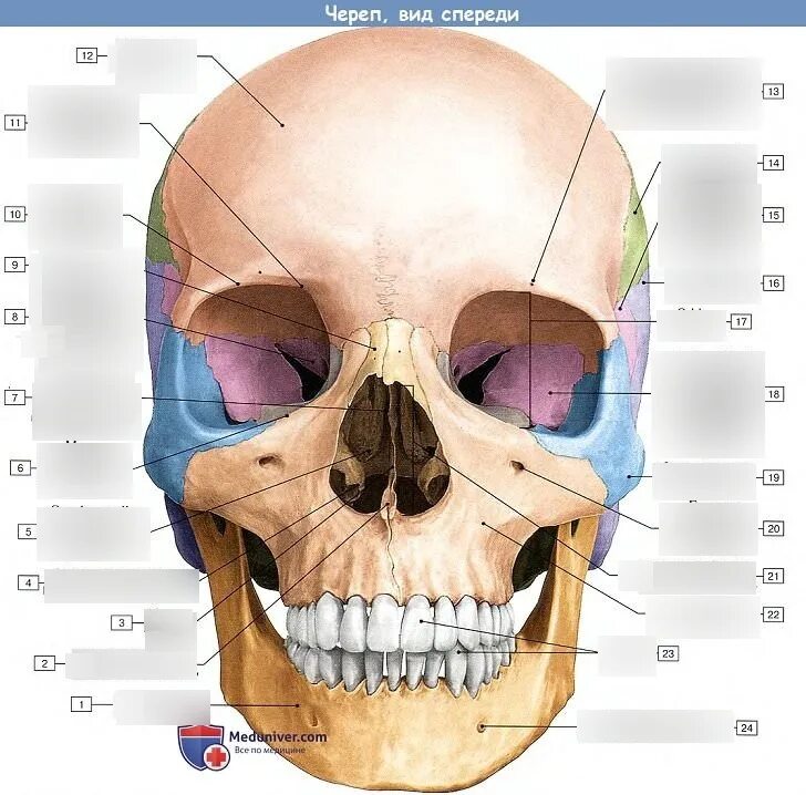 Череп вид спереди анатомия латынь. Топография черепа спереди. Кости черепа человека анатомия на латыни. Топография лицевого отдела черепа анатомия. Череп кости лица