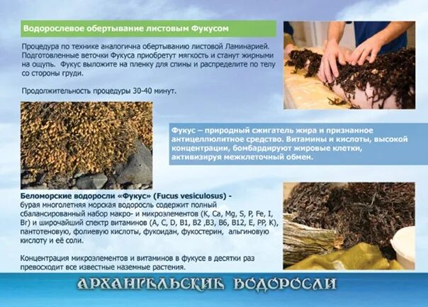 Водорослевый комбинат. Архангельский водорослевый комбинат. Морские водоросли Архангельского завода. Водоросли Архангельской области.