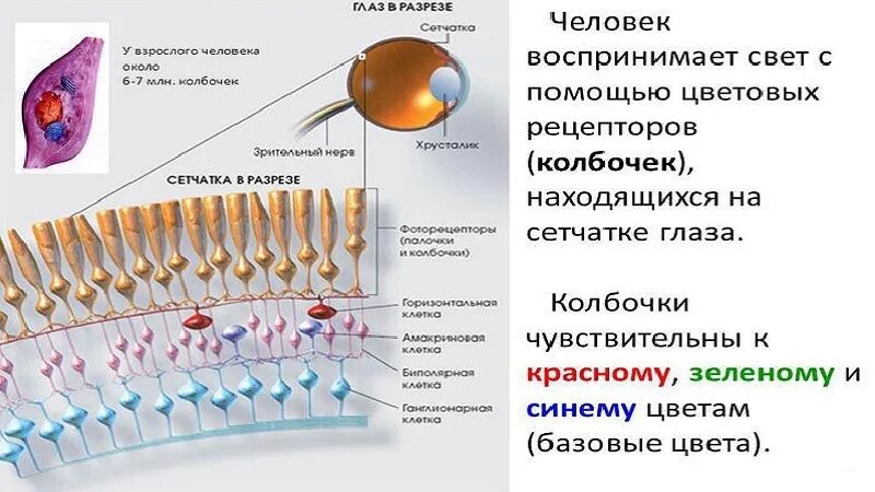 Колбочки глаза функции. Палочки и колбочки сетчатки. Рецепторы сетчатки колбочки и палочки. Палочки и колбочки сетчатки функции. Сетчатка глаза строение палочки и колбочки функции.