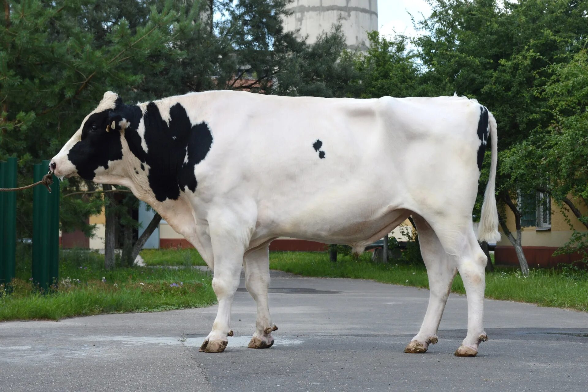 молоко быка