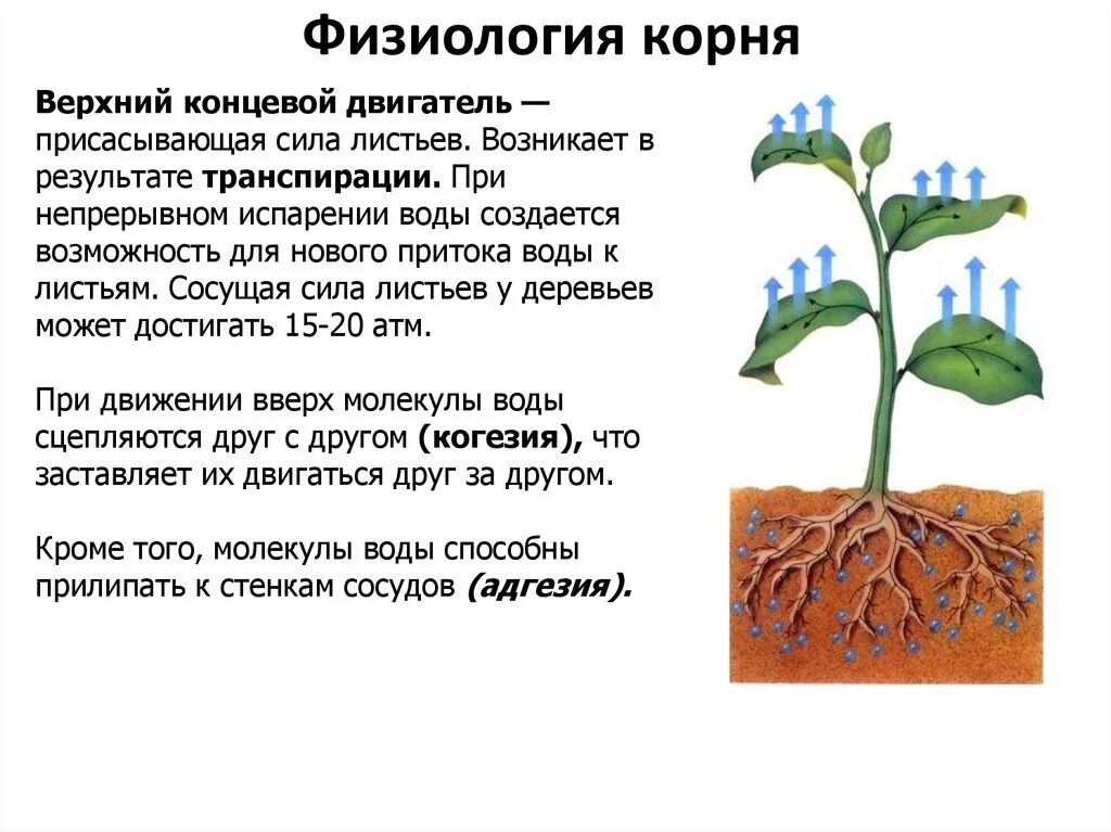 Организована корень. Транспирация физиология растений. Корень вегетативный орган растения. Вегетативные органы растений презентация. Процесс транспирации у растений.