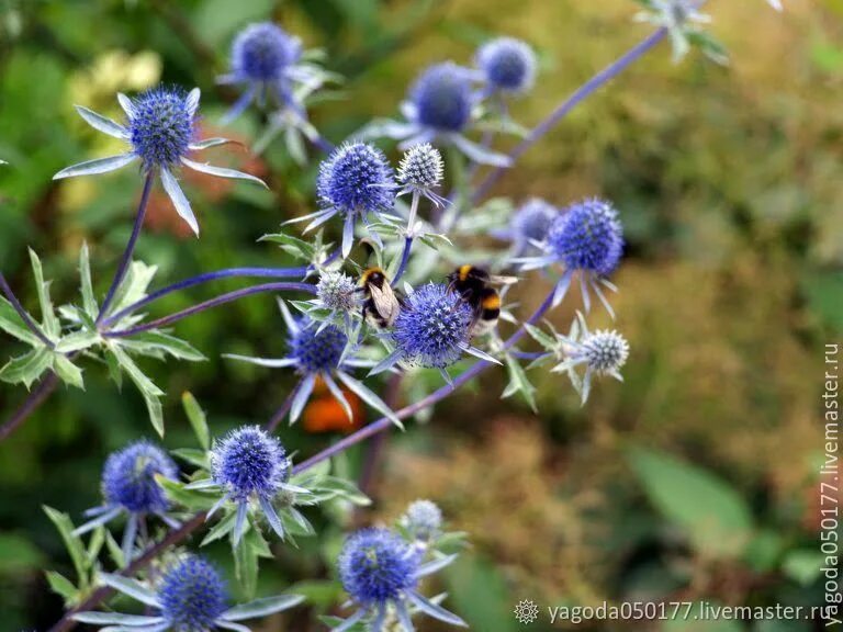 Scotland Thistle: Symbol of Pride and Beauty