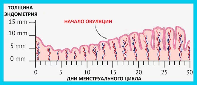 Толщина эндометрии для зачатия. Эндометрий фазы цикла эндометрия менструационного. Эндометрий по дням цикла нормы толщины. Норма толщины эндометрия матки по дням цикла. Эндометрий 1 фазы менструального цикла.