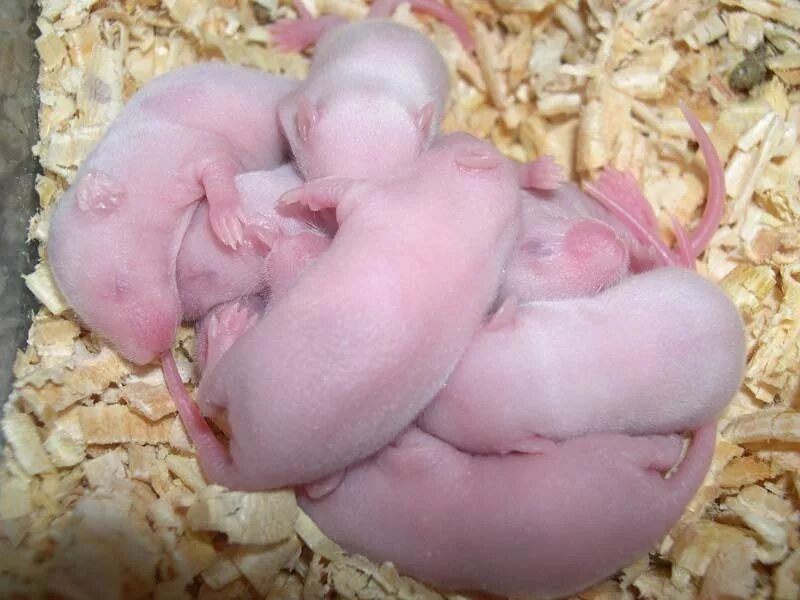 Новорожденные хомячки. Джунгарский хомячок новорожденный. Маленькие хомячки Новорожденные. Новорожденные джунгарские хомячки. Маленькие хомячки Новорожденные джунгарские.