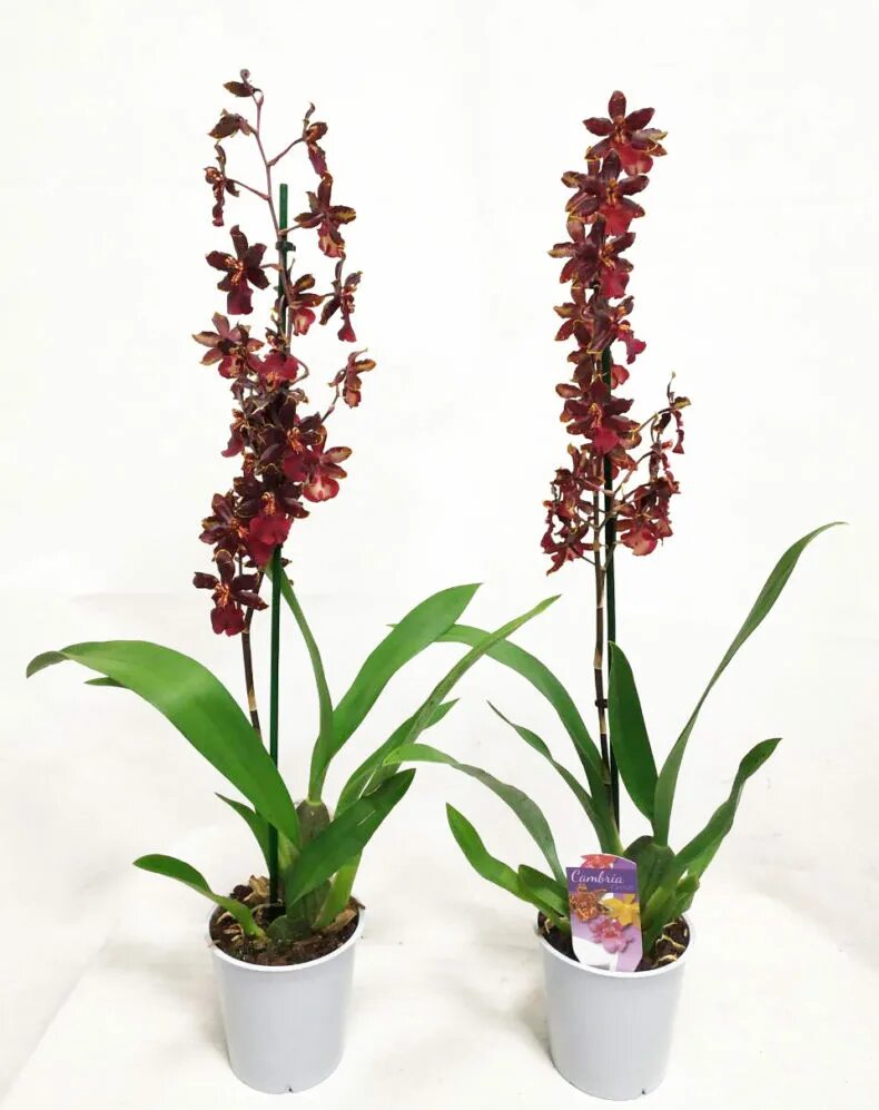 Орхидея Камбрия Кататанта Пасифик. Орхидея Камбрия красная. Орхидея фаленопсис Камбрия. Орхидея Камбрия Блэк. Орхидея камбрия уход