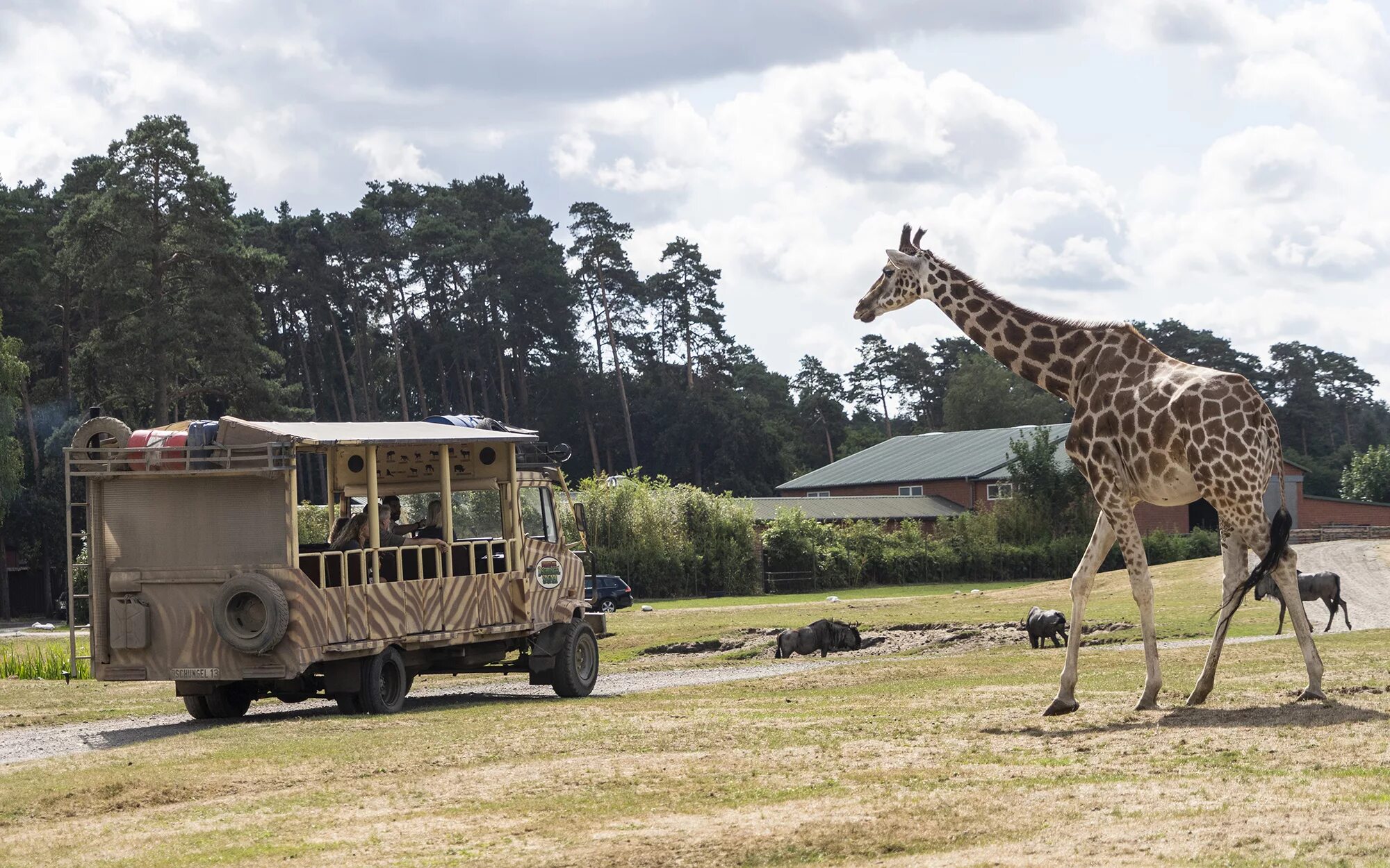 Плайя де лас америкас на тенерифе, испания. Улица сафари. Сафари парк краснодар животные. Пицца сафари. Улица сафари.