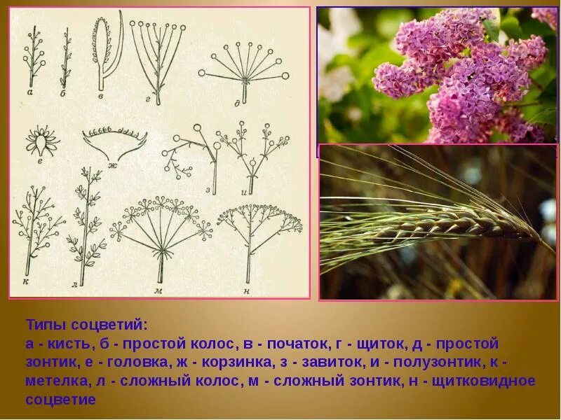 Простой початок. Соцветие кистевидная корзинка. Соцветия метелка зонтик Колос. Соцветия зонтик метелка кисть. Соцветие метелка кисть Колос.