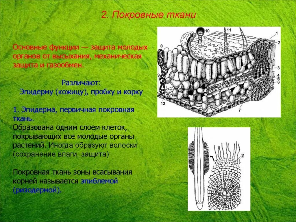 Покровная строение и функции. Покровная ткань. Покровная ткань защита. Покровная и механическая ткани. Покровная ткань растений.