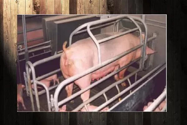 В соматической клетке свиньи содержится
