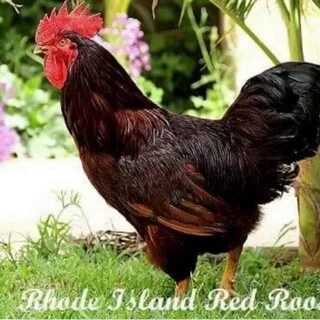 Мужские кур