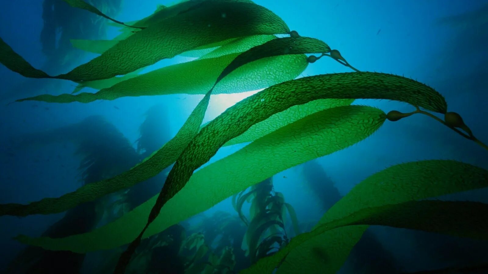 Морские водоросли ламинария. Ламинария зеленая водоросль. Диатомовые водоросли Байкала. Бурые водоросли ламинария.