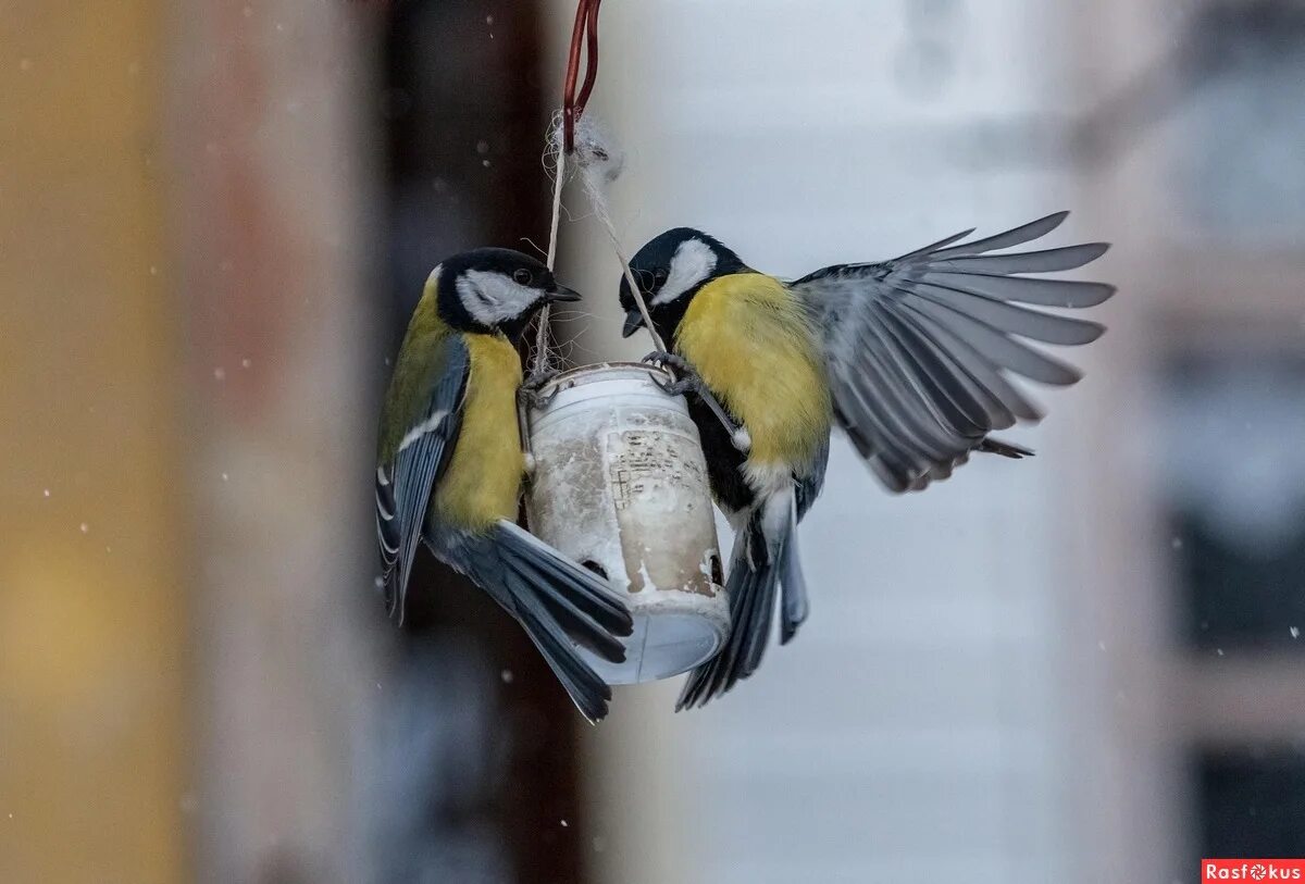Кормушка для синиц. Пение большой синицы у кормушки. Зиновий и зиновия, синичкин день. Пение большой синицы у кормушки. Синичка в кормушке для детей.
