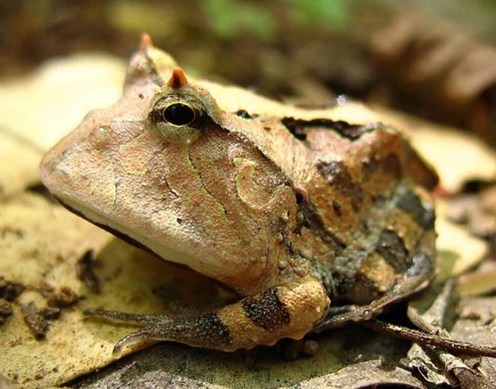 Рогатые лягушки. Аргентинская рогатая лягушка. Лягушка сумчатая квакша. Рогатые лягушки. Амазонская рогатка лягушка.