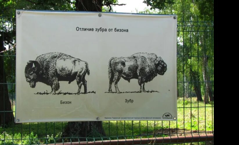 Зубр бизон различия. Бизон от зубра. Отличие зубра от бизона фото. Отличие бизона от зубра. Европейский зубр.