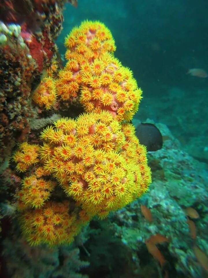 Coral life. Морские кораллы. Океанические кораллы. Подводные кораллы цветы. Глубоководные коралловые рифы 3000м.