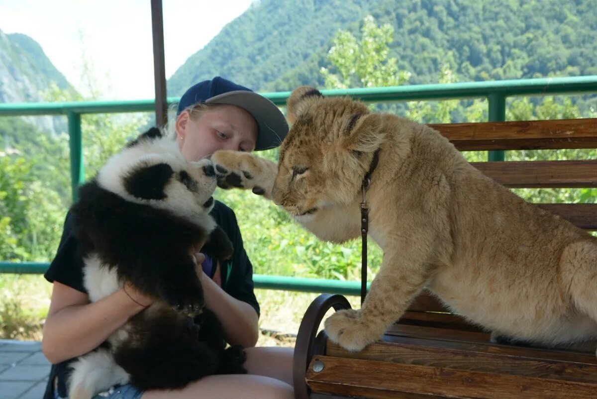 Животные сочи. Фотобизнес с животными. Сочи питомцы. Собака Панда в Сочи.