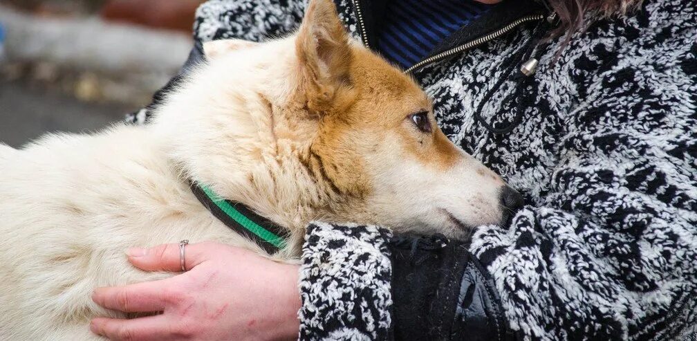 бездомные собаки екатеринбург приют. возьми друга из приюта. спецавтобаза приют для животных екатеринбург. дом приюта для животных екатеринбург. приют хаски в екатеринбурге.
