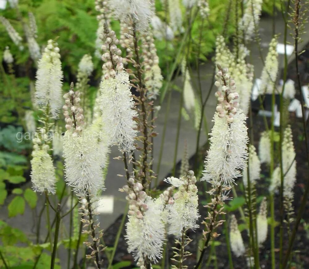 Клопогон душистый кистевидный. Клопогон ветвистый. Цимицифуга что это. Клопогон кистевидный цимицифуга. Клопогон кистевидный actaea racemosa.