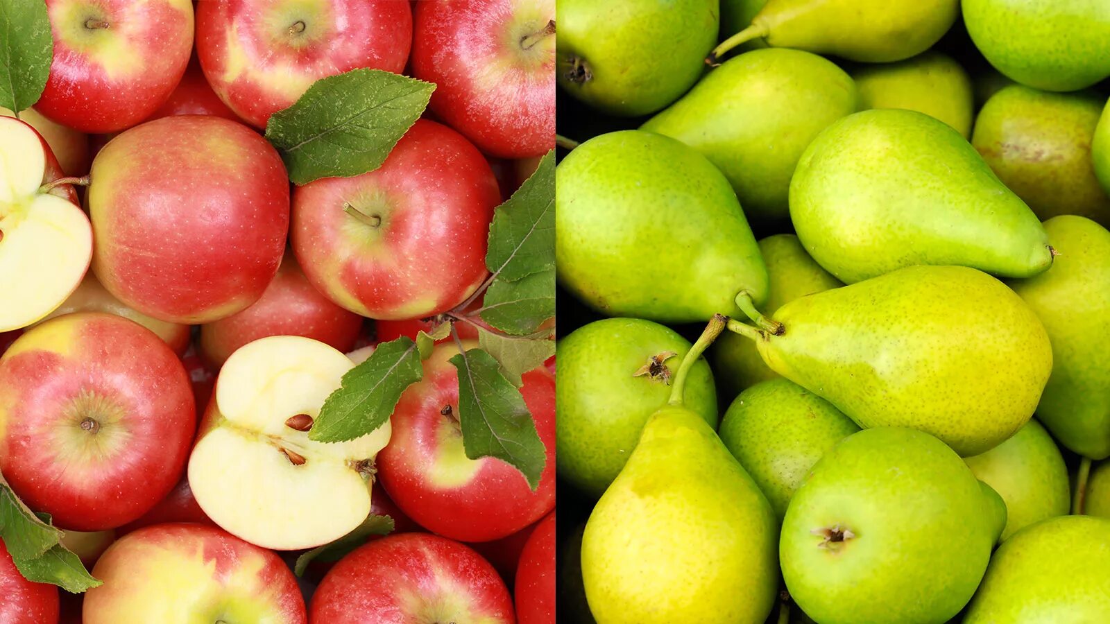 яблоки и груши. разноцветные яблоки и груши. общее яблоком и грушей. яблоки и груши. яблоко груша слива.