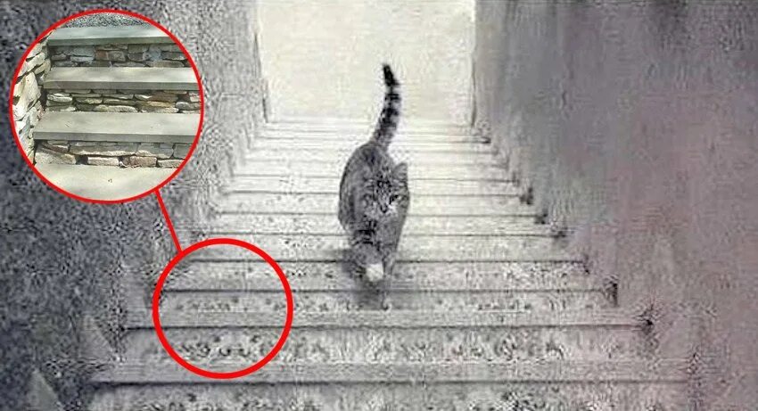 Движение первых кот. Лестница для кота. Кот спускается по лестнице. Кошка вверх или вниз по лестнице. Оптические иллюзии кошка на лестнице.