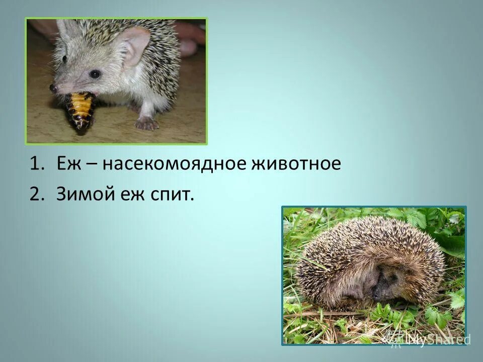 День пьяного ежика. Интересные факты о ежиках. Ежик топает. Почему я еж. "я ёж".