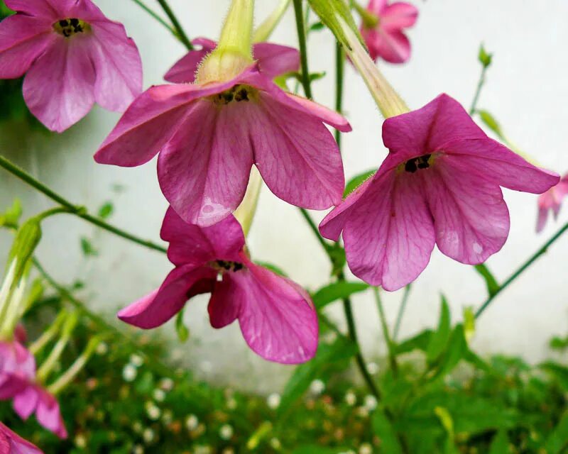 Табак душистый сенсейшн. Табак душистый низкорослый сорта. Табак однолетник. Табак звенящий колокольчик. Табак саратога ред.