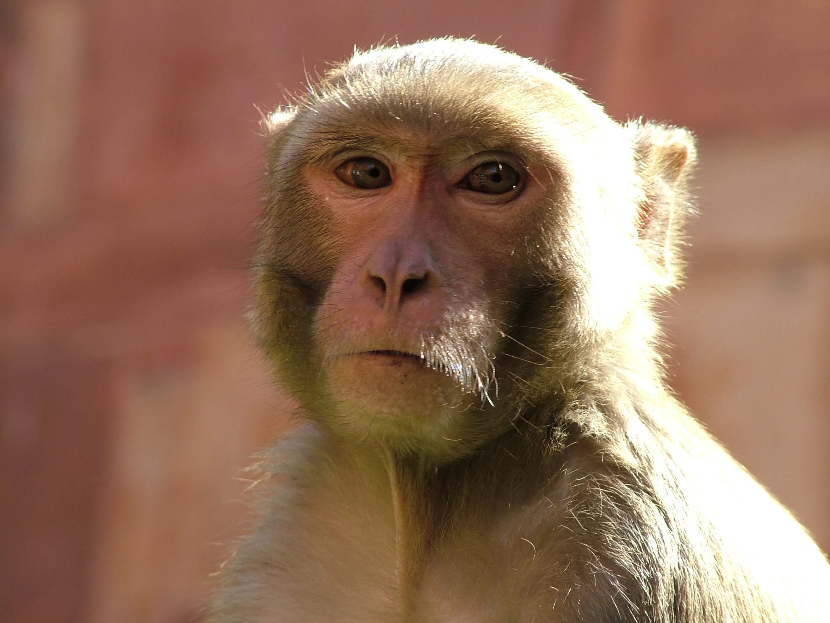 Макаки шимпанзе. Маймун обезьяна. Морда обезьяны. Сухоносые приматы. Обезьяна примат.