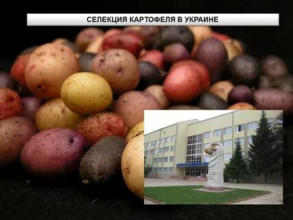 Селекция картофеля