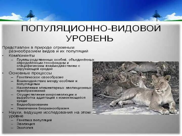 Популяция видовой уровень. Популяционно-видовой уровень организации жизни. Популяционно видовой уровень жизни. Характеристика популяционно видового уровня. Пополюционо видлвой урвень процессы.