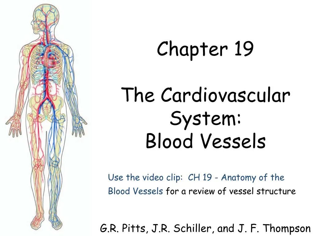 Cardiovascular system. Blood cardiovascular System. Cardiovascular System structure. Cardiovascular System Blood structure. General Blood System.