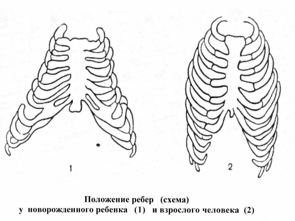 Грудная клетка ребенка 2 года. Горизонтальное расположение ребер у детей. Грудная клетка у грудничка.