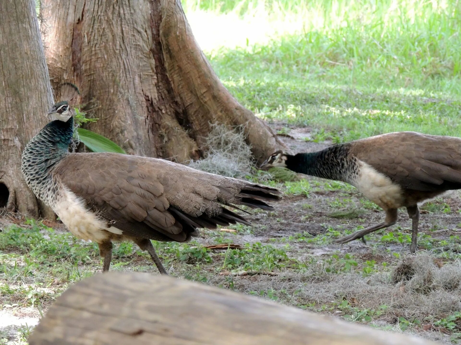 Влюбленные павлины. Павлины в природе. Павлины в живописи. Пара павлинов. Сочинский дендрарий павлин.