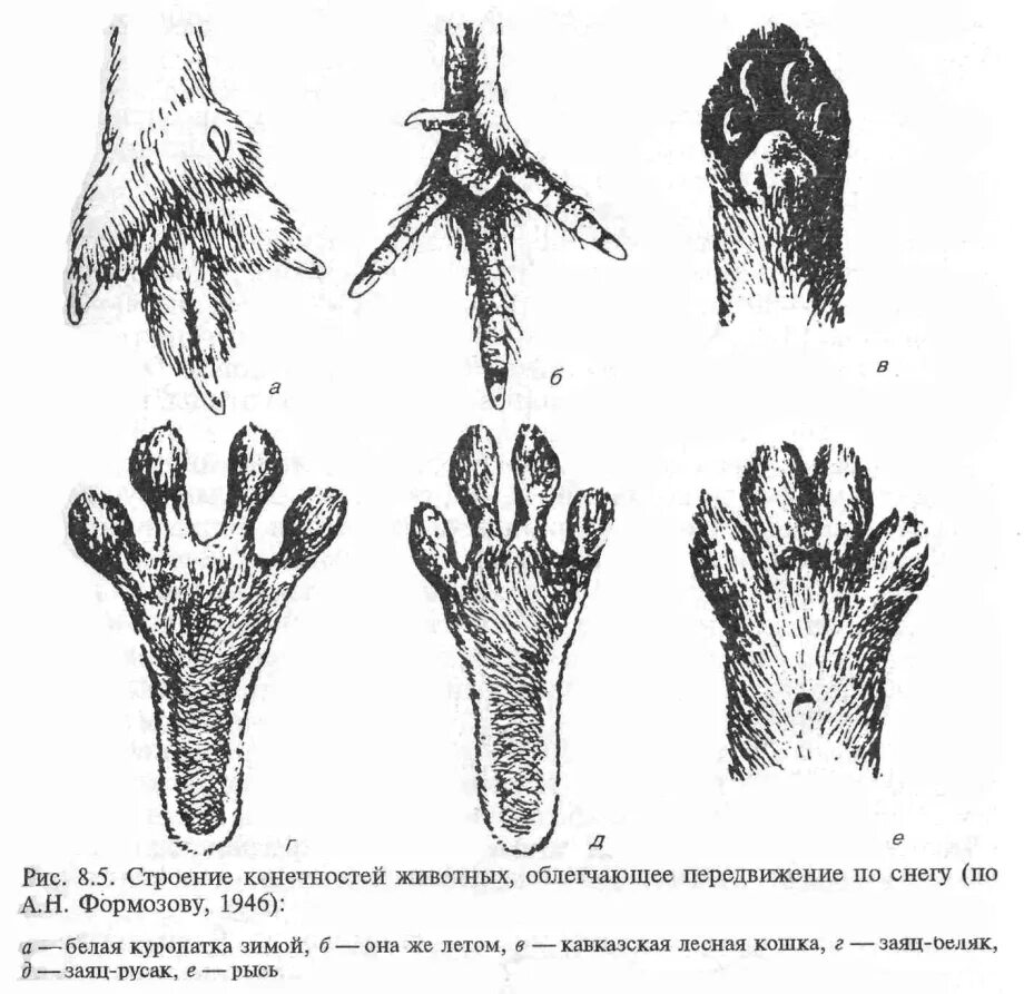 Строение лапок. Строение передних конечностей млекопитающих. Пятипалые конечности у животных. Лапа кролика строение. Строение задних лап кролика.
